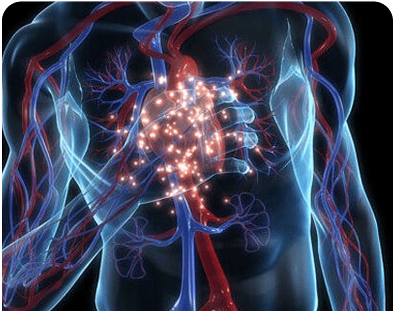 Vascular system with glowing heart